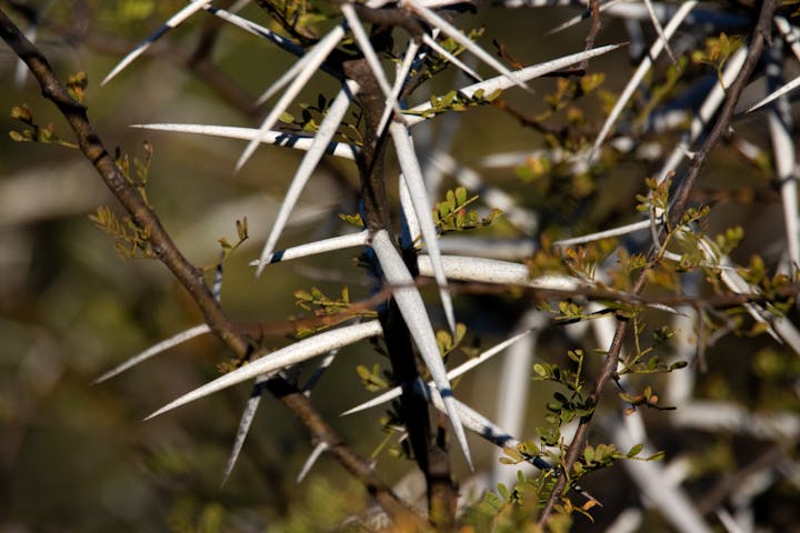 Detailed view of a plant with sharp thorns and leaves in its natural habitat.